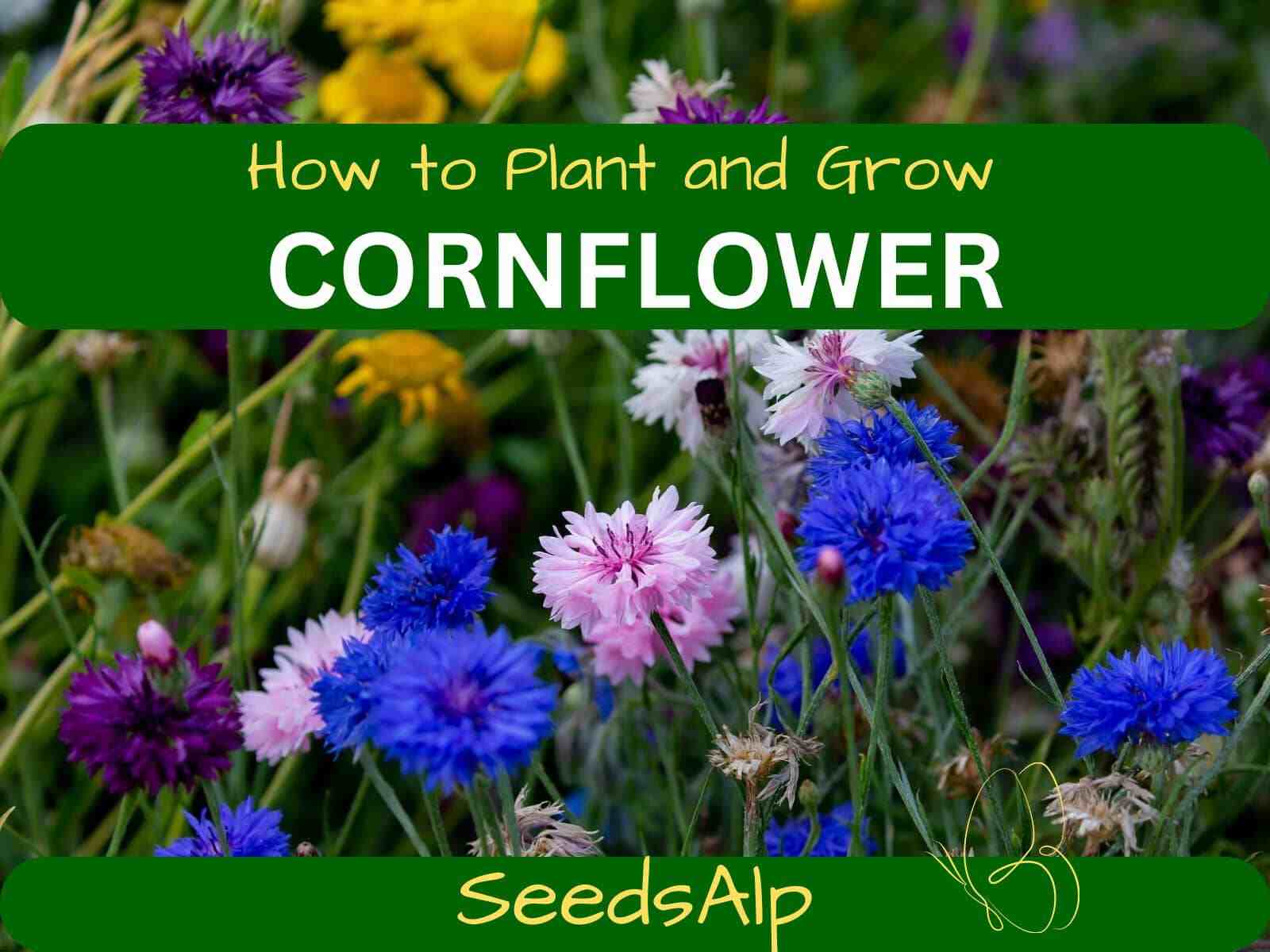 Where to Grow Cornflowers How to Grow Cornflowers