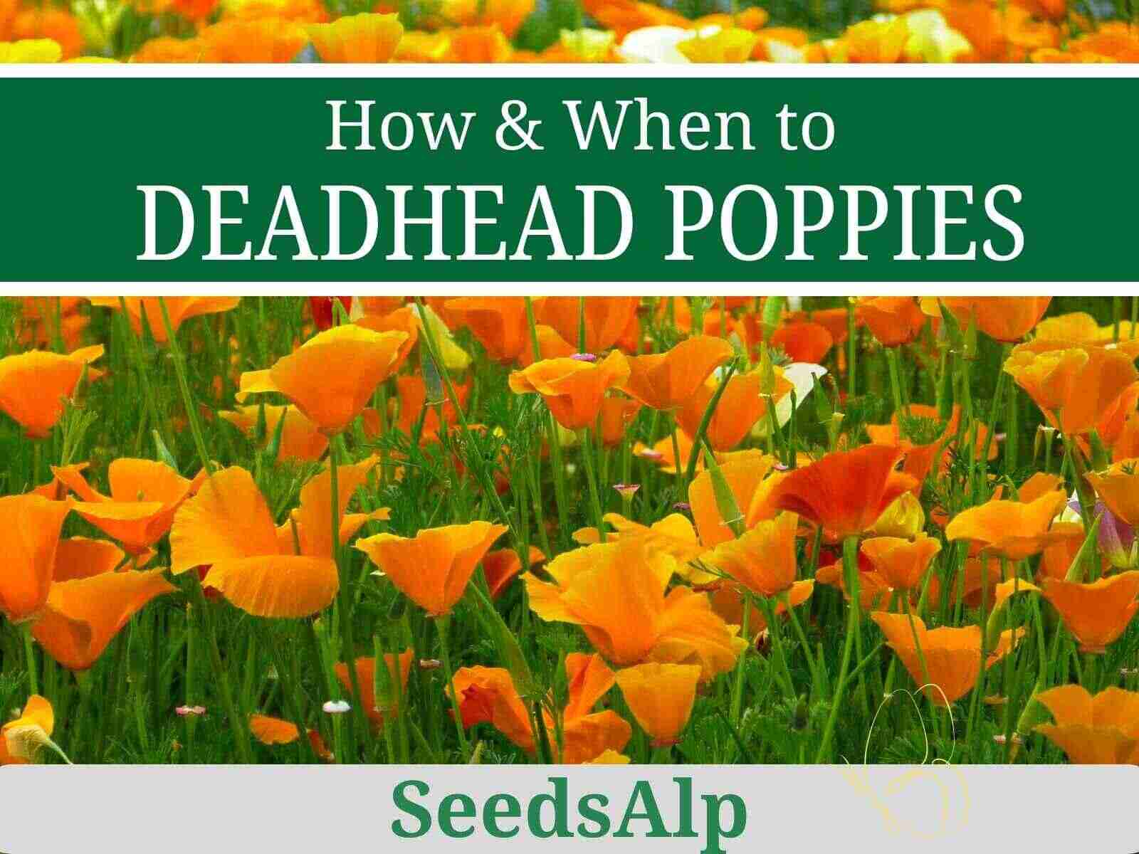 How to Deadhead Poppies