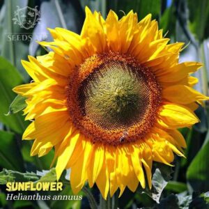 Helianthus annuus Sunflower giant seeds