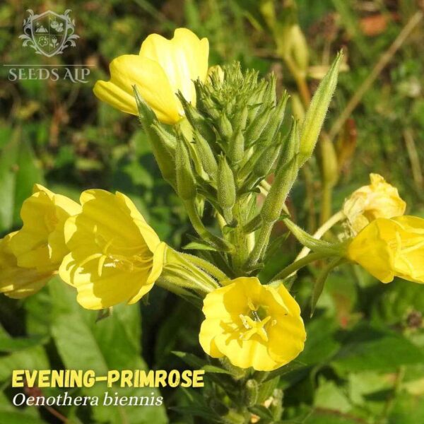 evening primrose German rampion