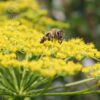 Dill Seeds Anethum graveolens