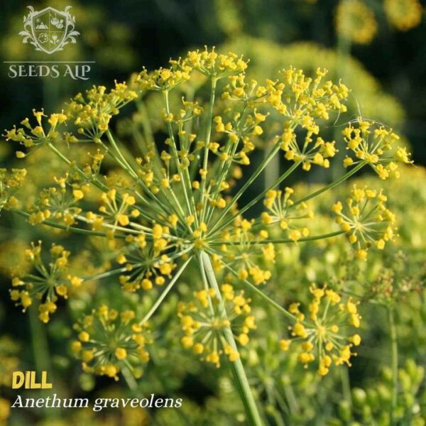 Garden Dill