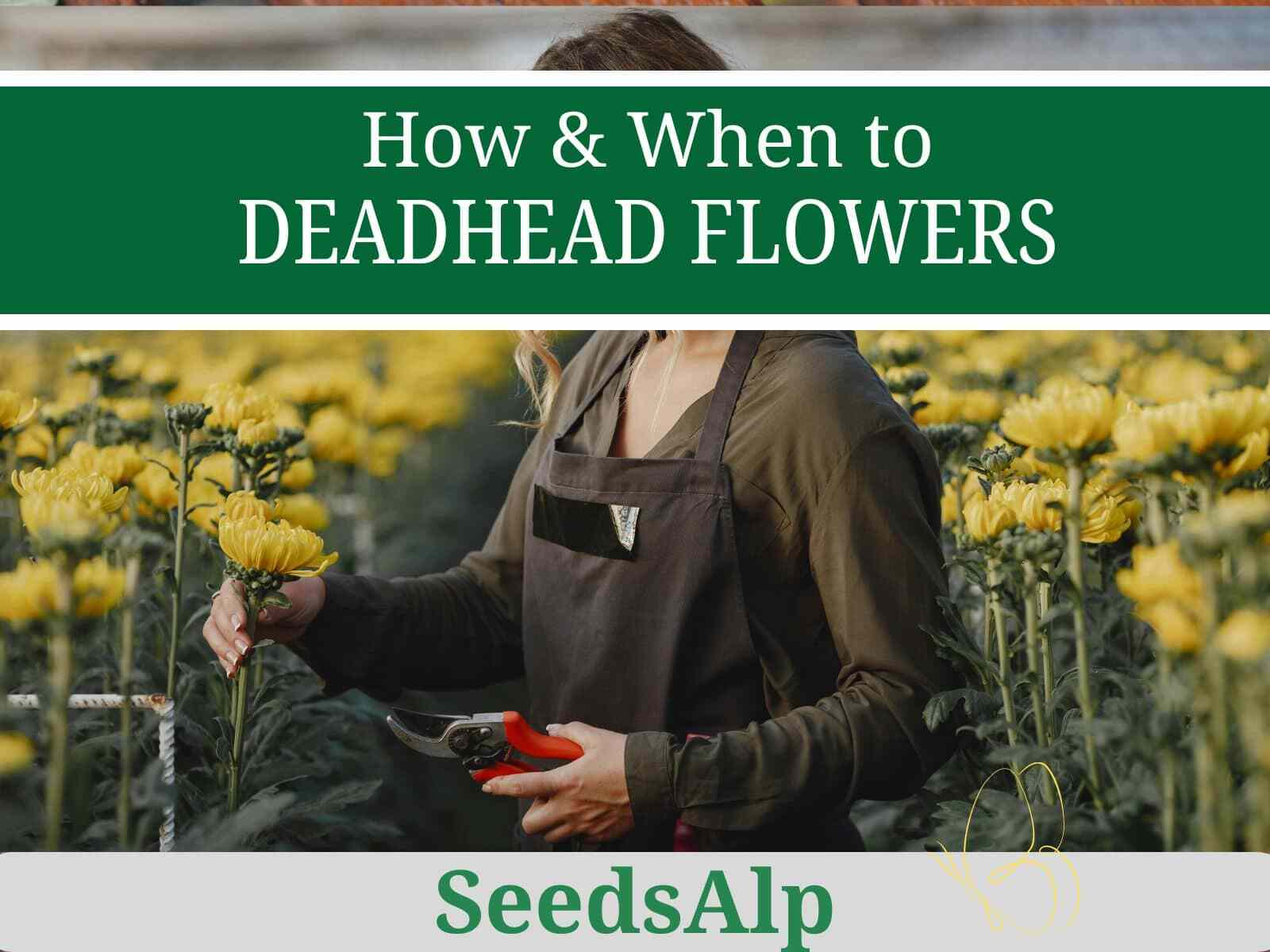 How To Deadhead Flowers