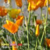 Bright orange California poppy flowers in bloom