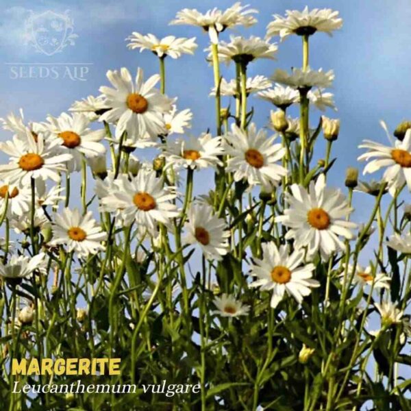 Chrysanthemum leucanthemum, a beautiful wildflower commonly known as oxeye daisy, in full bloom.