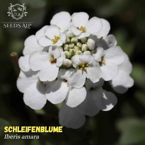 An upright, branched annual about 45 cm tall, with spoon-shaped dark green leaves up to 8 cm long and small, lightly-scented purplish-white or white flowers of Evergreen Candytuft. Blooming Season: Early Spring to Autumn.