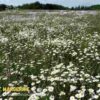 Leucanthemum vulgare May Queen in full bloom in a garden.