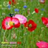 Colorful mix of poppy seeds for wildflower gardens