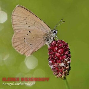 Sanguisorba Minor Seeds: Burnet Salad