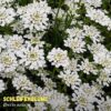 Wild candytuft is a charming annual with an upright growth habit and a highly branched stem that creates a rounded tuft, reaching approximately 40 cm in height.