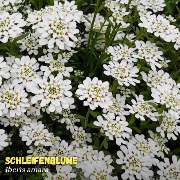 Wild candytuft is a charming annual with an upright growth habit and a highly branched stem that creates a rounded tuft, reaching approximately 40 cm in height.