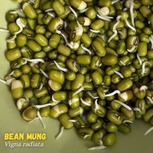 Vigna radiata Seeds (Bean Mung)